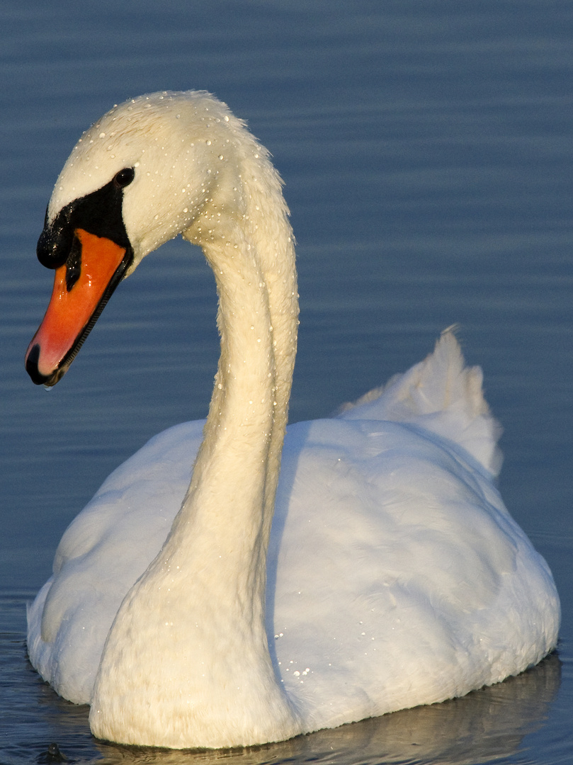 Höckerschwan (Cygnus olor)