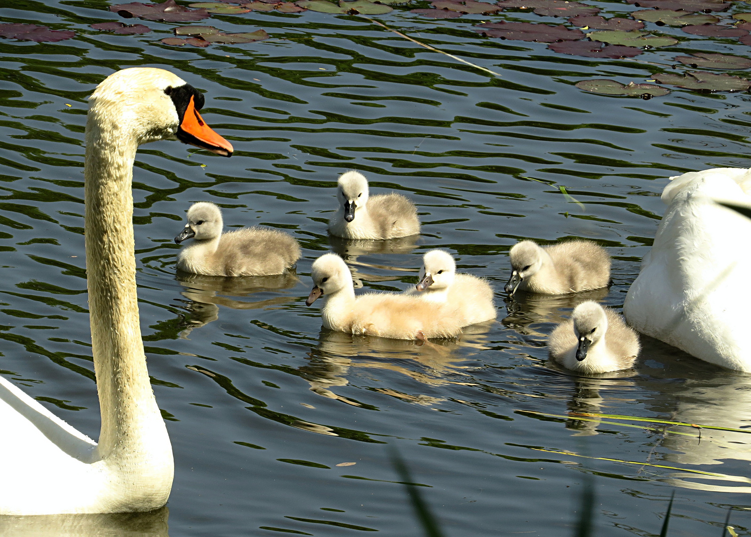 --- Höckerschwan (Cygnus olor) ---