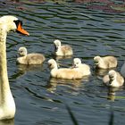 --- Höckerschwan (Cygnus olor) ---