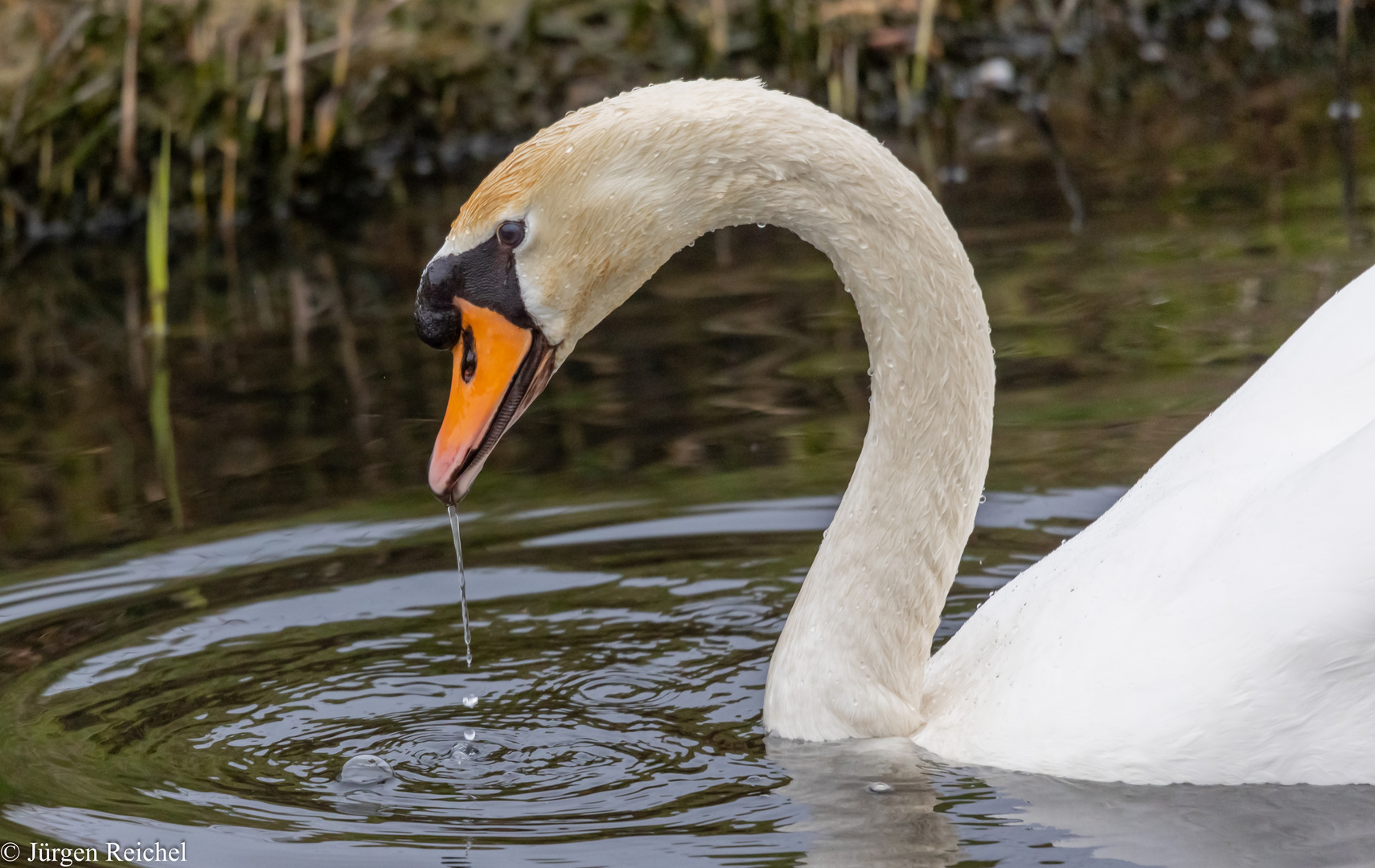 Höckerschwan (Cygnus olor ) 