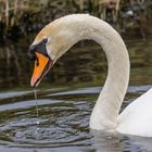 Höckerschwan (Cygnus olor ) 