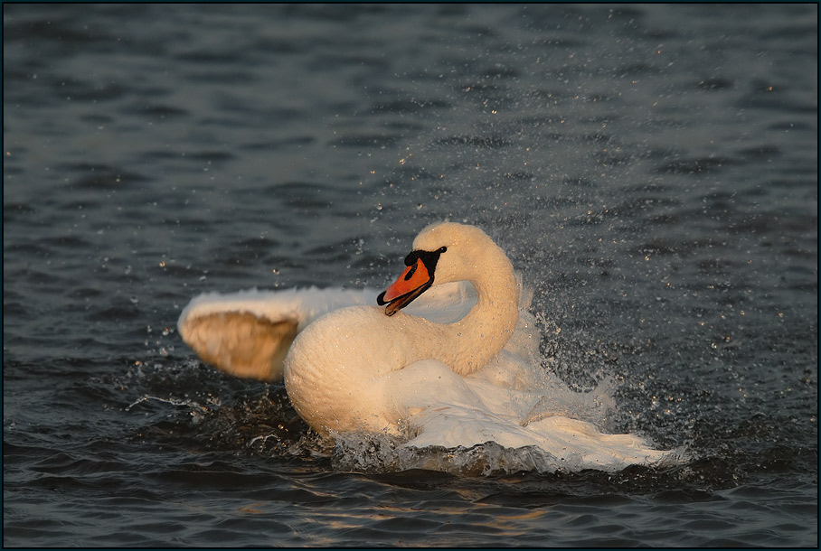 Höckerschwan (Cygnus olor)