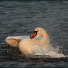 Höckerschwan (Cygnus olor)