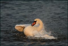 Höckerschwan (Cygnus olor)