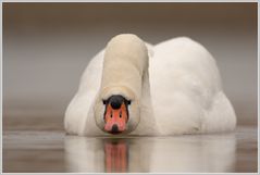 Höckerschwan (Cygnus olor)