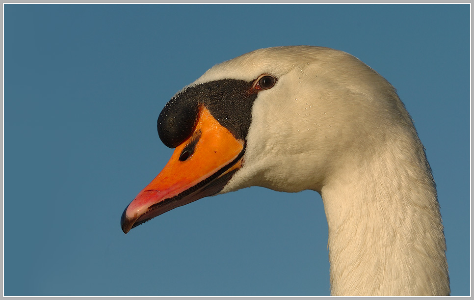 Höckerschwan (Cygnus olor)