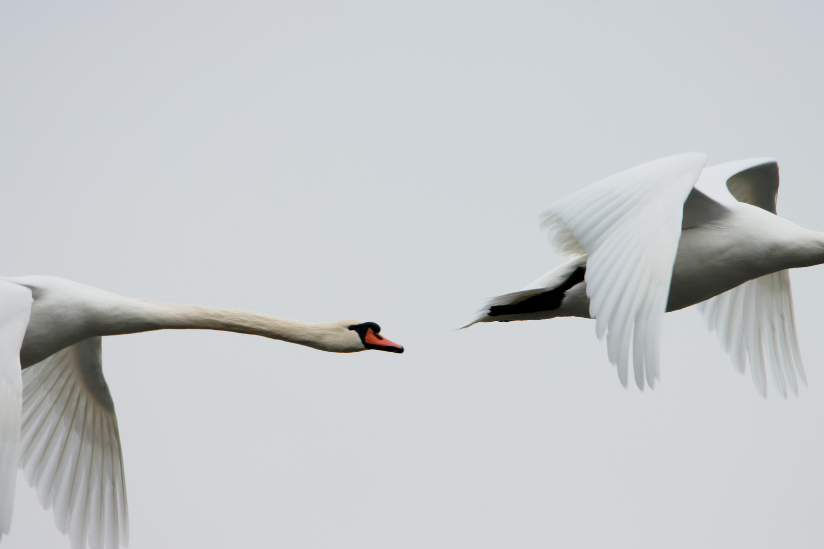 Höckerschwan (Cygnus olor) 