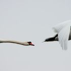 Höckerschwan (Cygnus olor) 