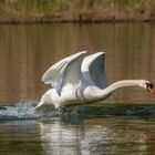 Höckerschwan (Cygnus olor)