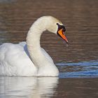 Höckerschwan (Cygnus olor)