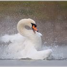 Höckerschwan (Cygnus olor)