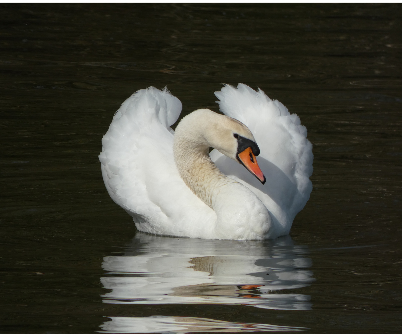 Höckerschwan (Cygnus olor)