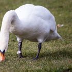 Höckerschwan (Cygnus olor)