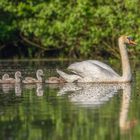 Höckerschwan (Cygnus olor)