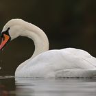 Höckerschwan (Cygnus olor)