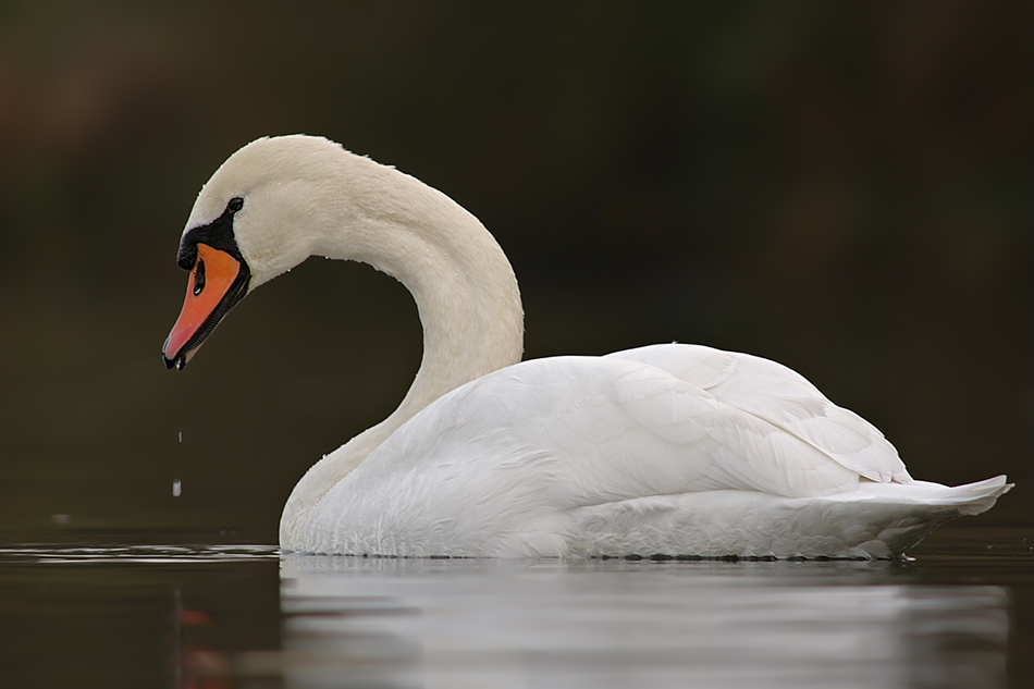 Höckerschwan (Cygnus olor)