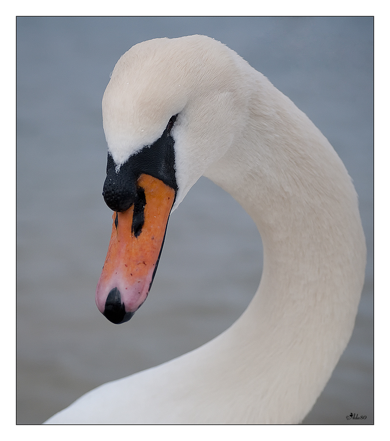 Höckerschwan (Cygnus olor)