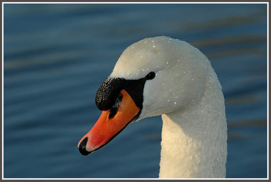 Höckerschwan (Cygnus olor)....