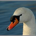 Höckerschwan (Cygnus olor)....