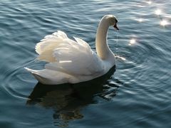 Höckerschwan (Cygnus olor)