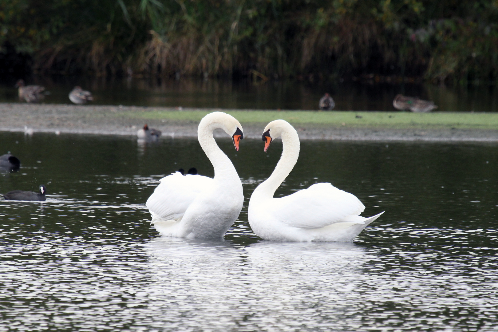 Höckerschwan (Cygnus olor)