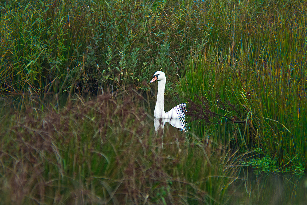 Höckerschwan (Cygnus olor)