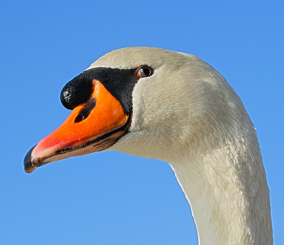 Höckerschwan (Cygnus olor)