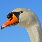 Höckerschwan (Cygnus olor)