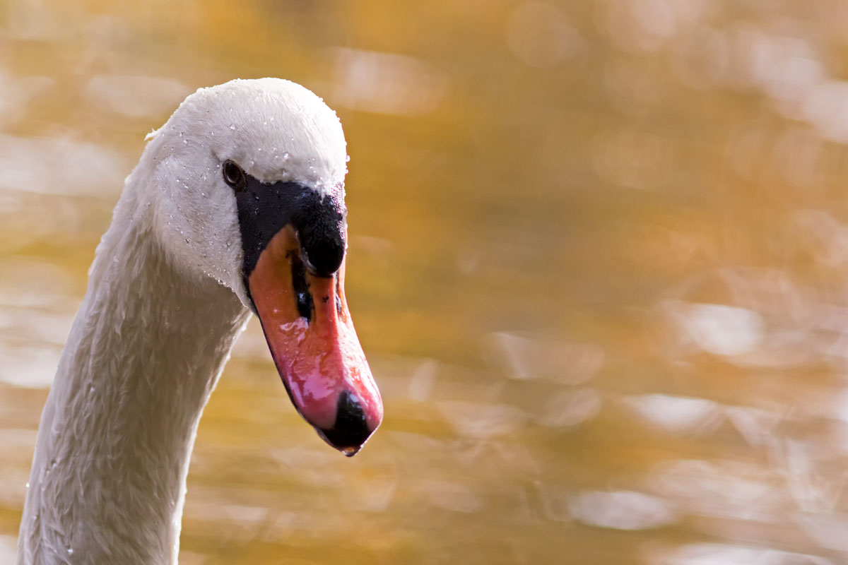 Höckerschwan (Cygnus olor)