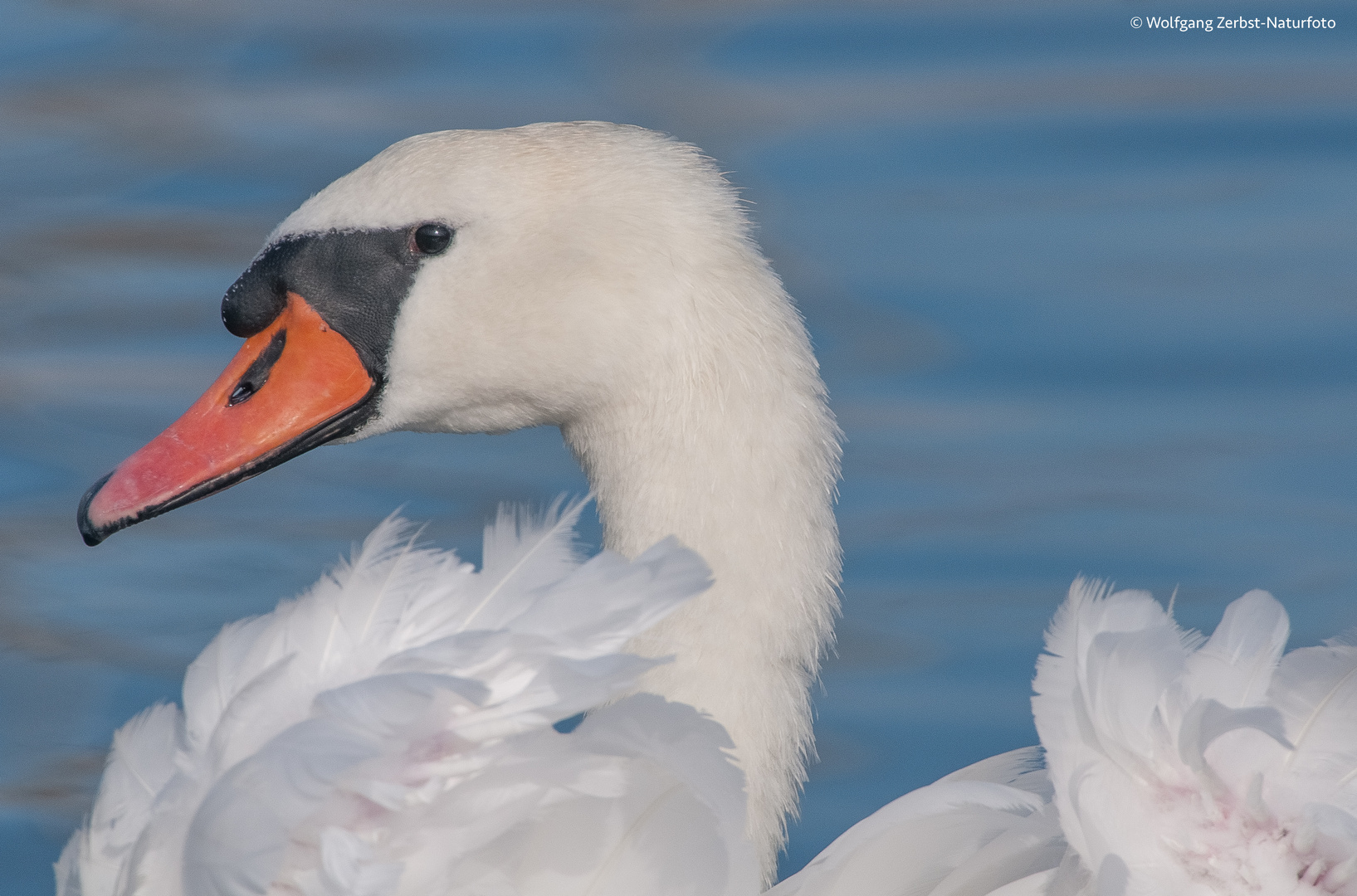 -- Höckerschwan -- ( Cygnus olor )