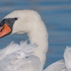 -- Höckerschwan -- ( Cygnus olor )