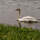 Höckerschwan (Cygnus olor)