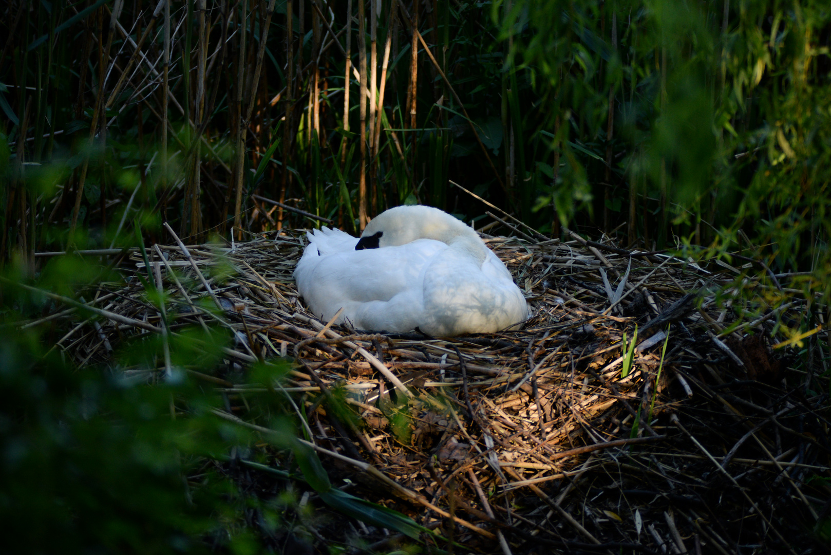 Höckerschwan (Cygnus olor)