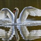  Höckerschwan (Cygnus olor) 