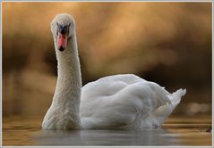 Höckerschwan (Cygnus olor)