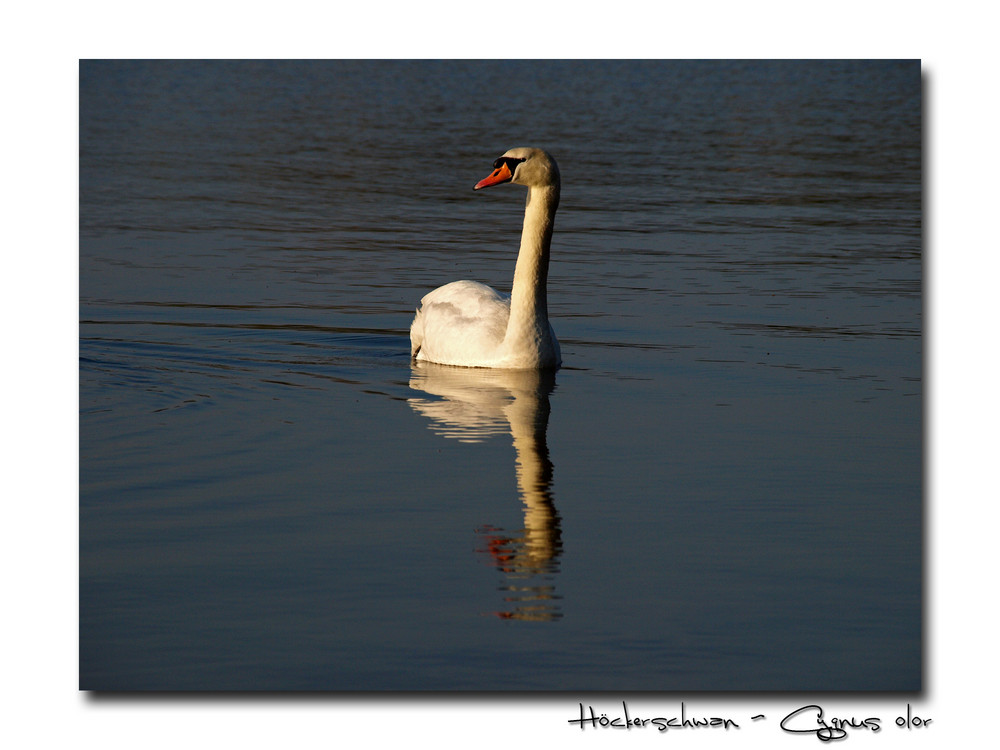 Höckerschwan - Cygnus olor