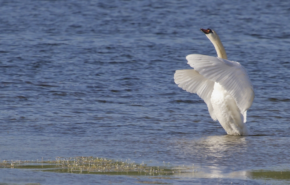 Höckerschwan (Cygnus olor