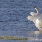 Höckerschwan (Cygnus olor