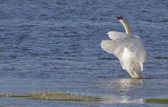 Höckerschwan (Cygnus olor