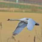 Höckerschwan (Cygnus olor) 