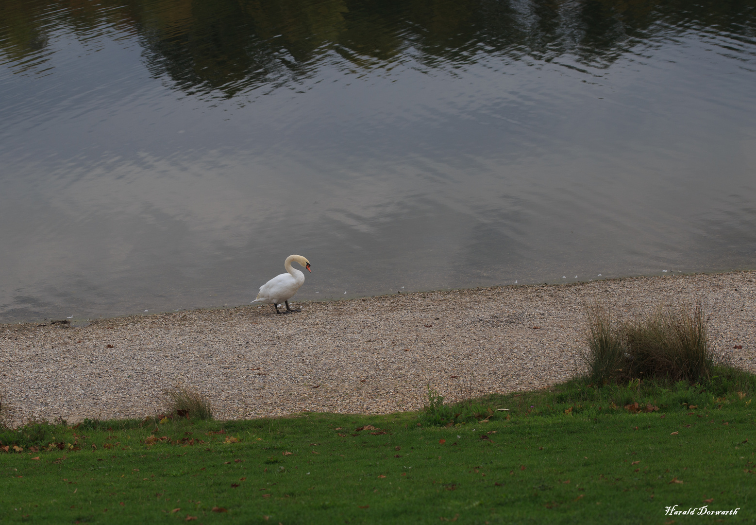 Höckerschwan (Cygnus olor)