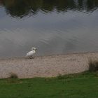 Höckerschwan (Cygnus olor)