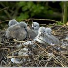 Höckerschwan (Cygnus olor), Jungtiere