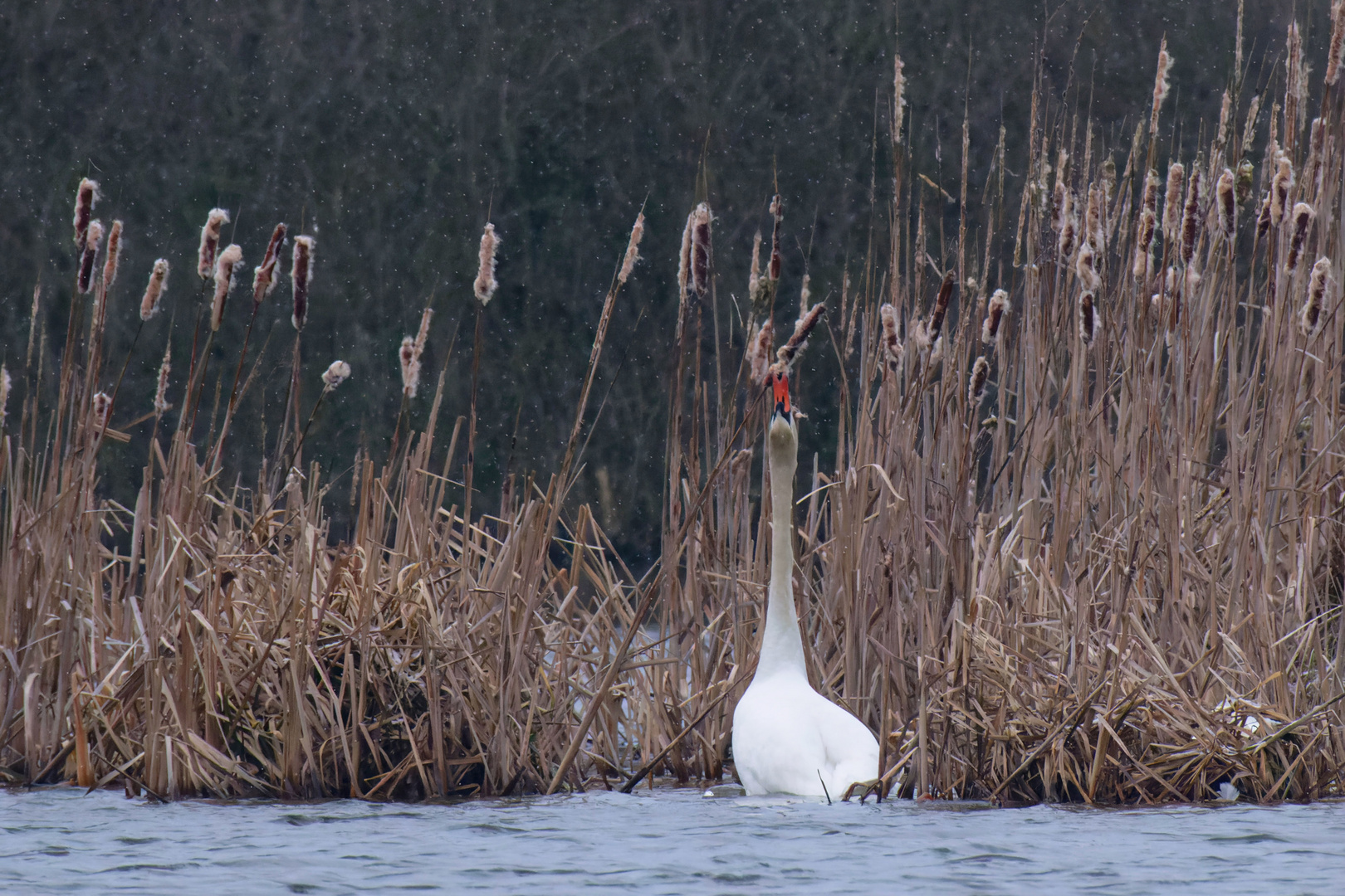 Höckerschwan (Cygnus olor)  -  "Kolbenfresser" 