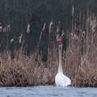 Höckerschwan (Cygnus olor)  -  "Kolbenfresser" 