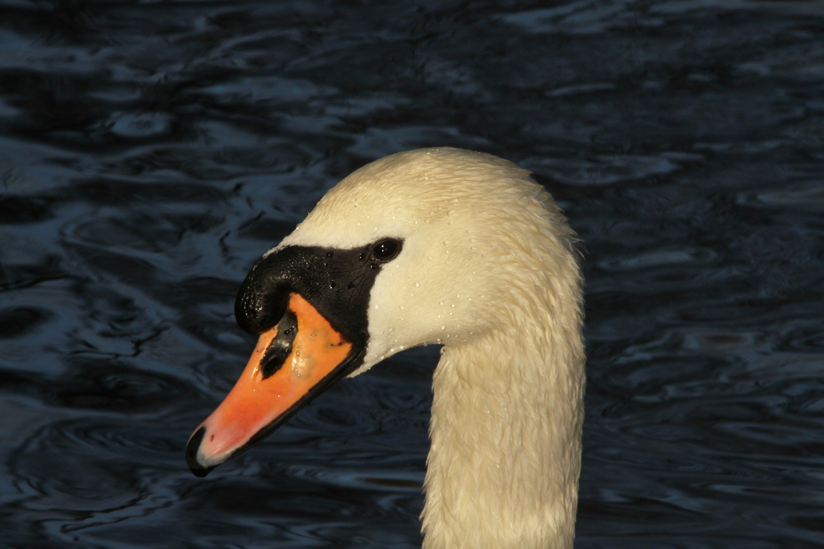 Höckerschwan (Cygnus olor) Potrait