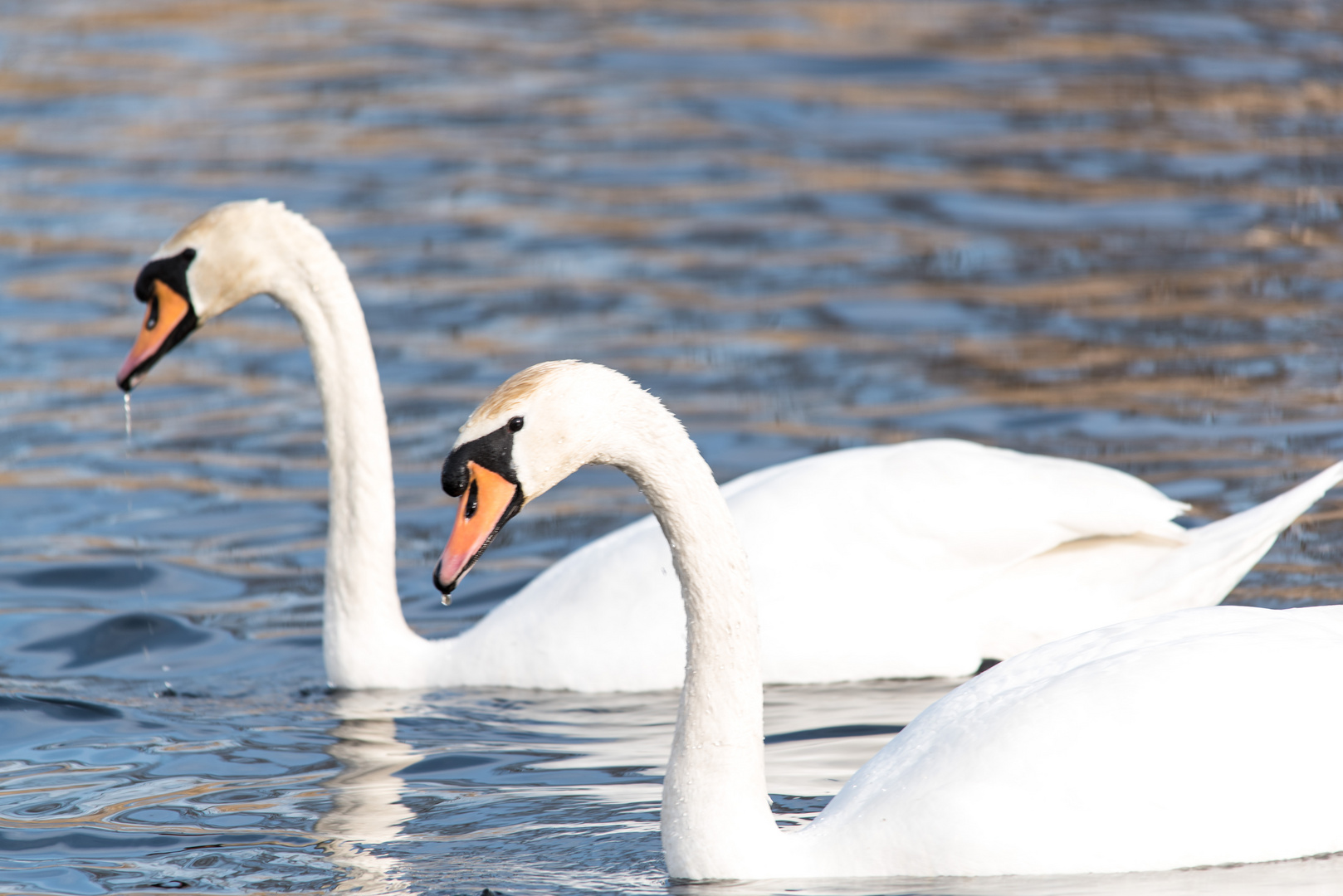 Höckerschwan (Cyngus olor)