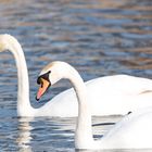 Höckerschwan (Cyngus olor)