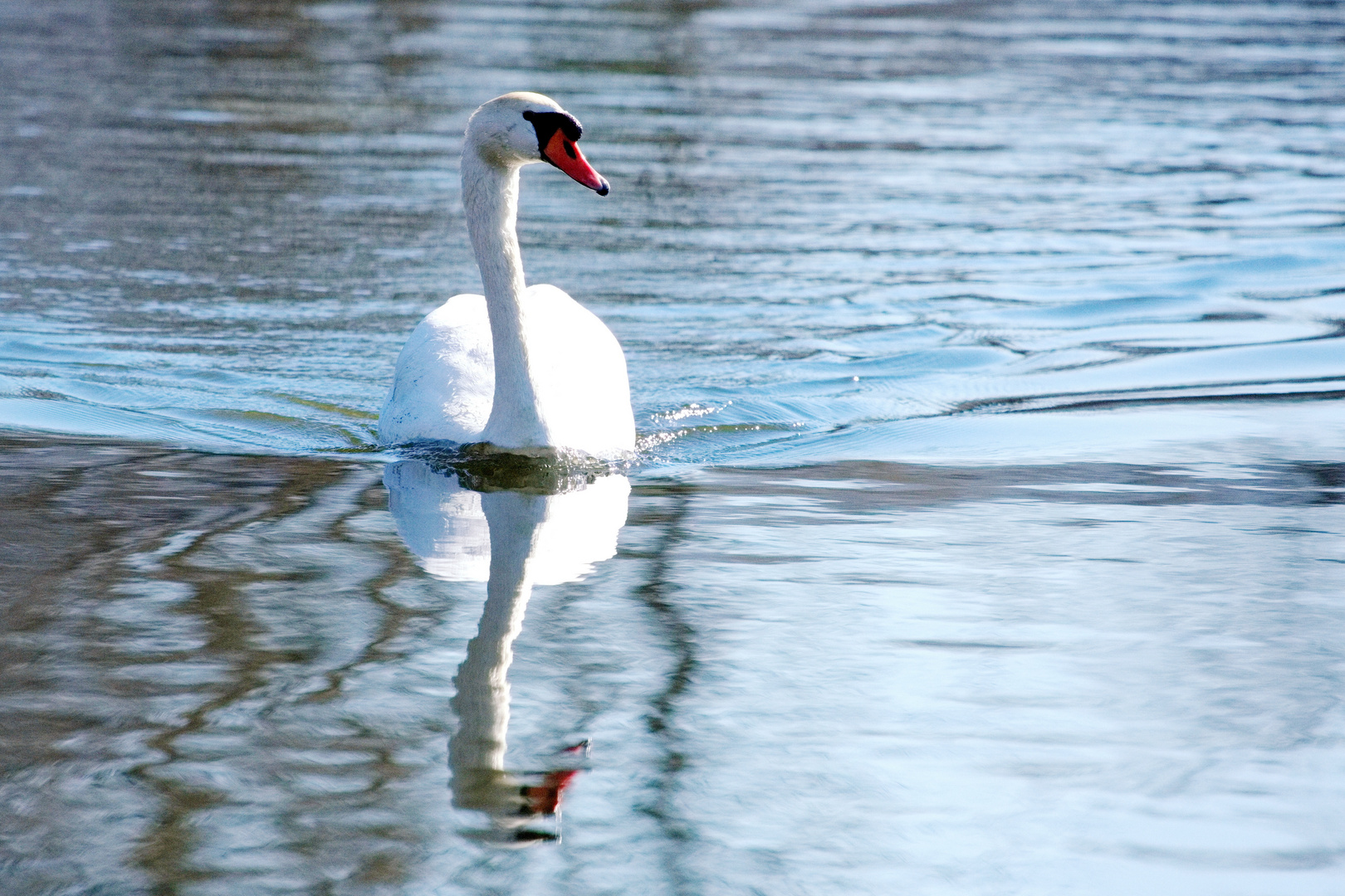 Höckerschwan