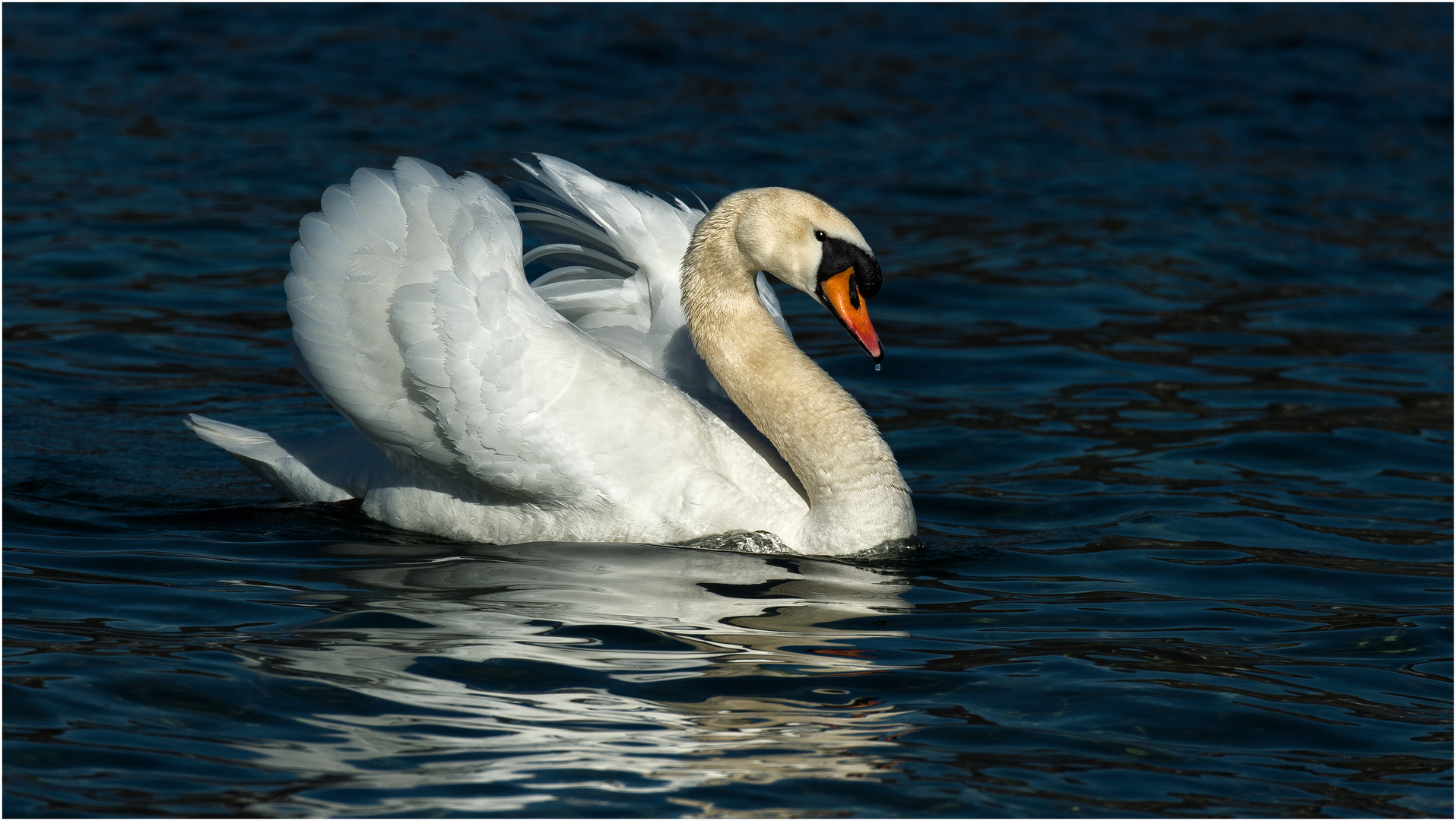 Höckerschwan